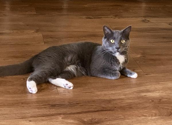 /Images/uploads/Friends of Seal Beach Animal Care Center/2022sbacc/entries/21538thumb.jpg